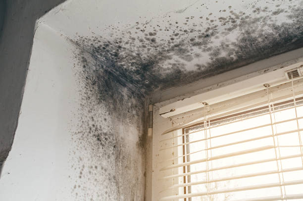 Affordable Mold Cleanup solutions in Bellevue, PA