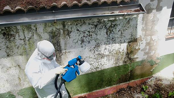 Top rated local Mold Cleanup specialists in Bellevue, PA